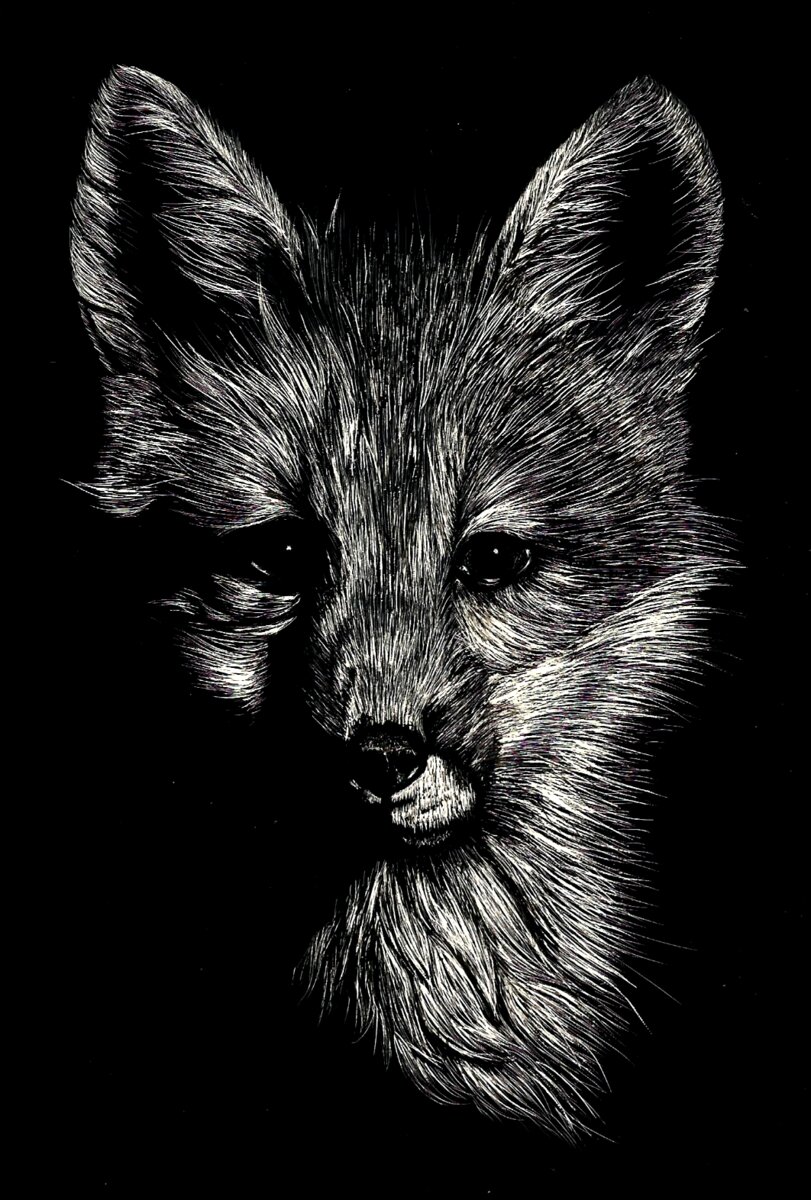 The Nikon fox illustration